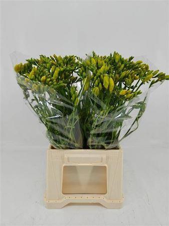 <h4>Fr En Valerie</h4>