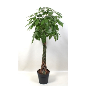 Pachira aquatica pot 27