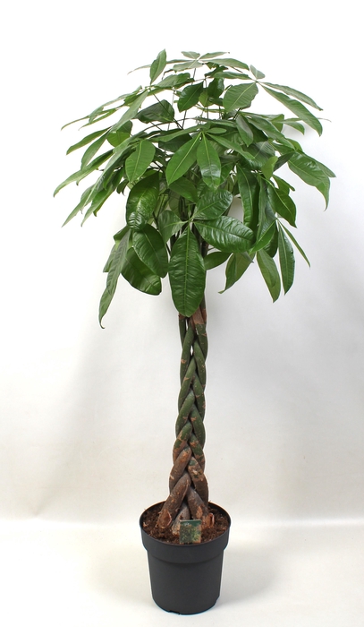 <h4>Pachira aquatica pot 27</h4>