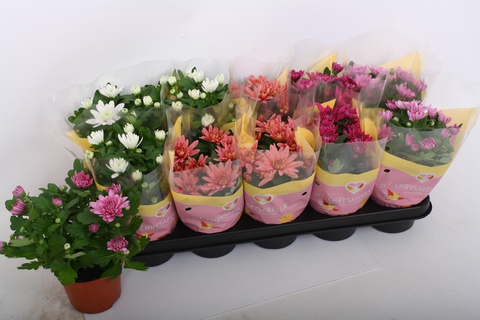 <h4>CHRYS GEVULDBL GEM</h4>