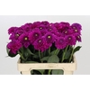 Dahlia Purple Fox
