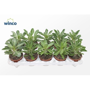 Pachypodium Saundersii