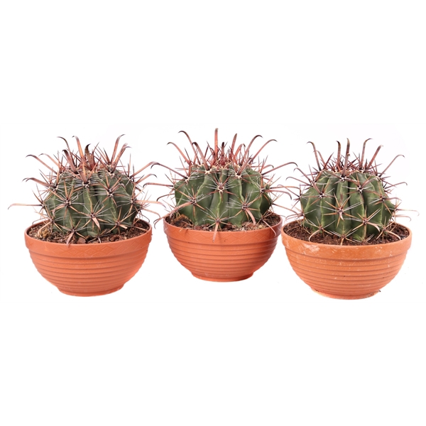 <h4>Ferocactus townsedianus 23 cm</h4>