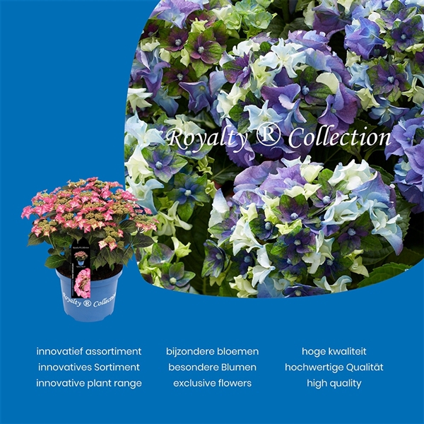 <h4>Hydrangea macr. Royalty Collection® MIX C5 (23cm.) Kn.</h4>