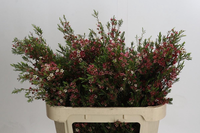 <h4>CHAME UN MY SWEET 16</h4>