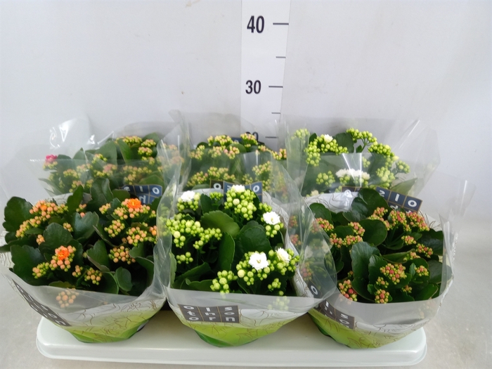 <h4>Kalanchoe blos.   ..rosebud mix  4</h4>