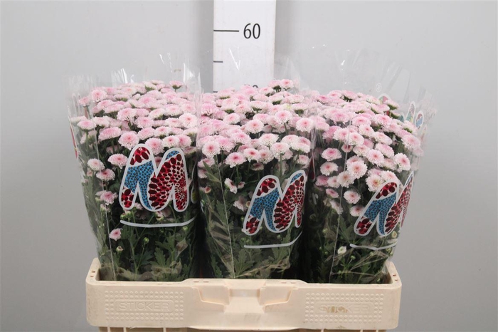 Chr S Mad Tyolo Bico