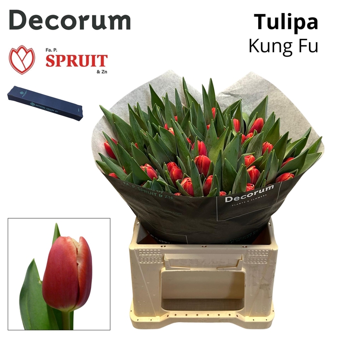 <h4>Tu En Kung-fu Box S 50</h4>