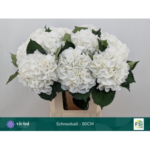 Hydrangea Schneeball