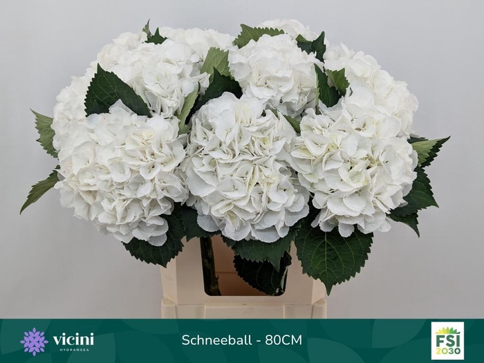<h4>Hydrangea Schneeball</h4>