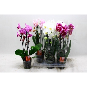 PHAL EL CASCADE