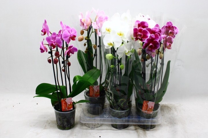 <h4>PHAL EL CASCADE</h4>