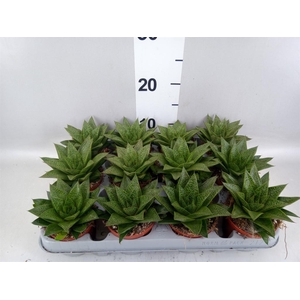Gasteria