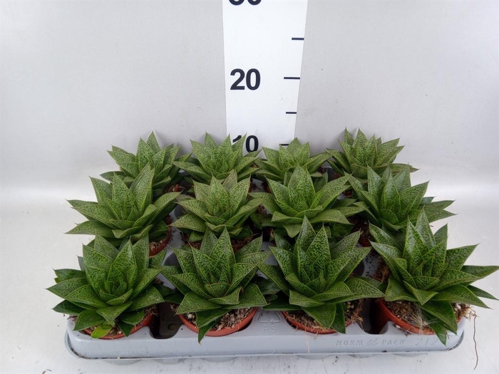 <h4>Gasteria</h4>
