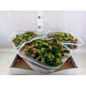 Kalanchoe blos.   ..rosebud mix/pot