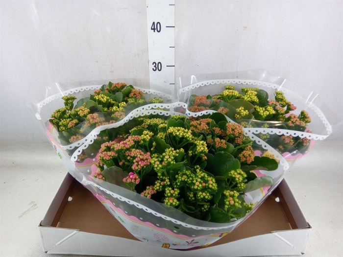 <h4>Kalanchoe blos.   ..rosebud mix/pot</h4>