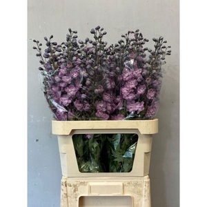 Delphinium Melody