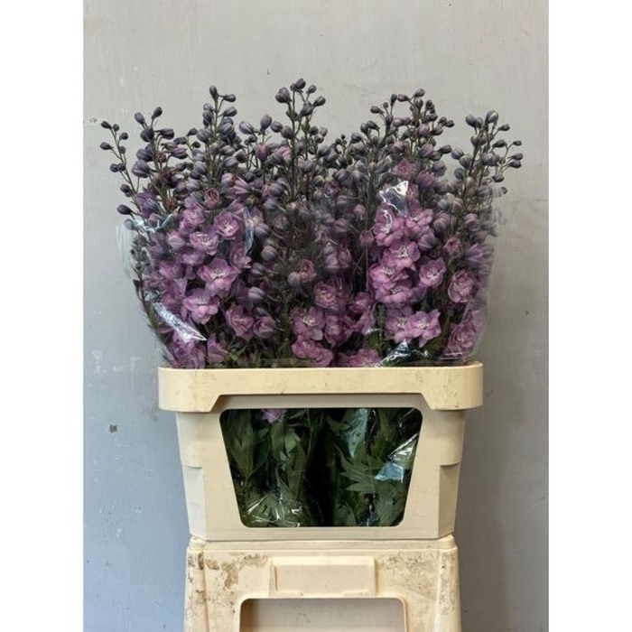 <h4>Delphinium Melody</h4>