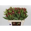 Protea Robijn