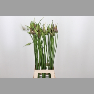 Allium Groen