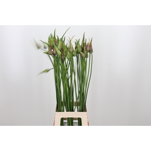 Allium