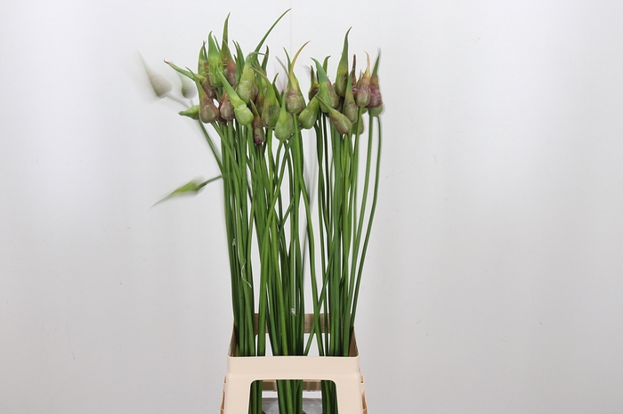 <h4>Allium</h4>