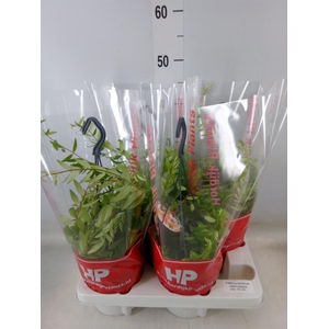 Aeschynanthus  'Japhrolepis'