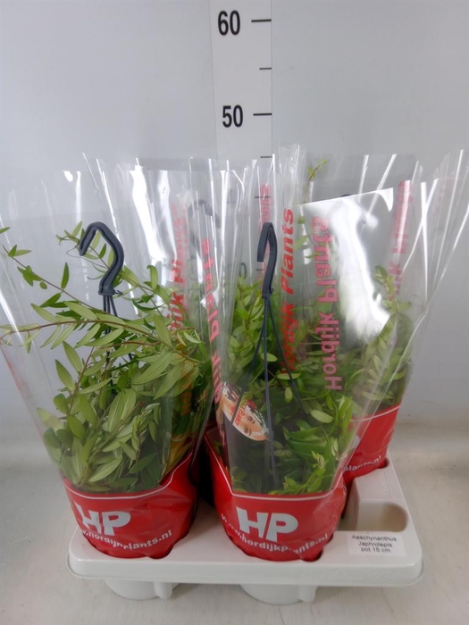 <h4>Aeschynanthus  'Japhrolepis'</h4>