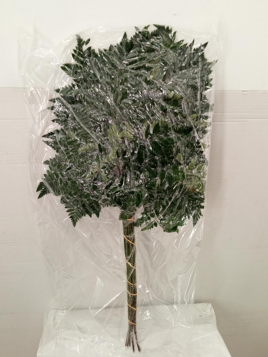 LEDERVAREN EXTRA VACUUM RIO VERDE