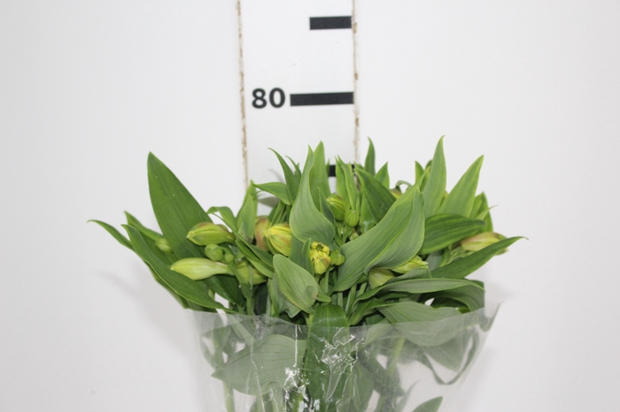 <h4>ALSTROEMERIA FLORIDA 080 CM</h4>