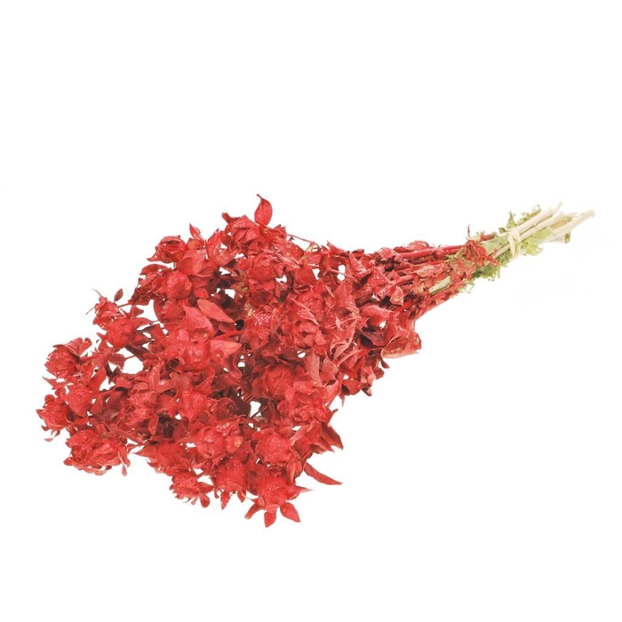 <h4>Bidens red red glitter sb</h4>