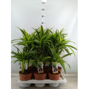 Dracaena fr de 'LemonLime'
