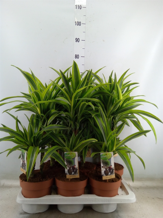 <h4>Dracaena fr de 'LemonLime'</h4>