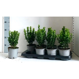 EUONYMUS JA GR SPIRE
