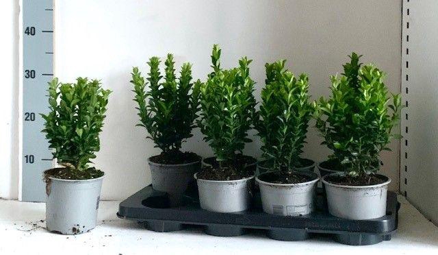<h4>EUONYMUS JA GR SPIRE</h4>
