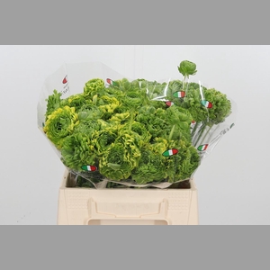 Ran Pon Pon Peterpan