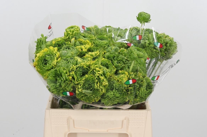 <h4>Ran Pon Pon Peterpan</h4>