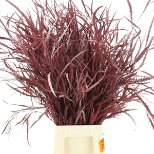 Grevilea Klb Bordeaux 200gr