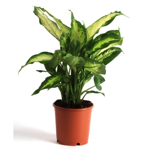 Dieffenbachia  'Camilla'