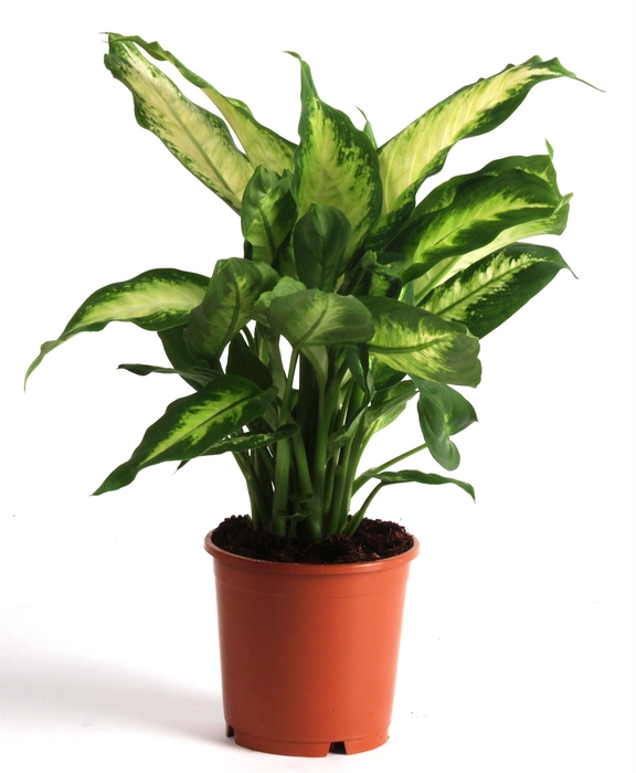 <h4>Dieffenbachia  'Camilla'</h4>