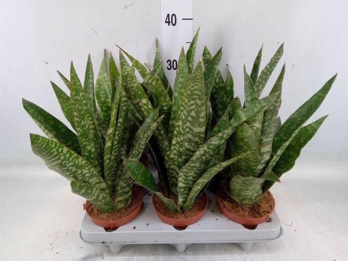 <h4>Sansevieria   ...</h4>