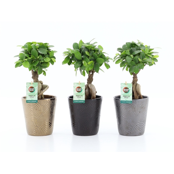 <h4>Ficus micr. Ginseng in Infinity keramiek</h4>