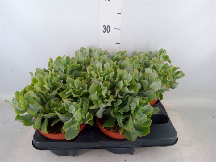 <h4>Crassula arborescens subsp. undilat</h4>