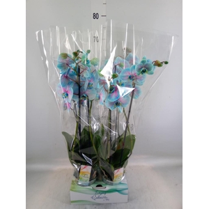 Phalaenopsis   ...