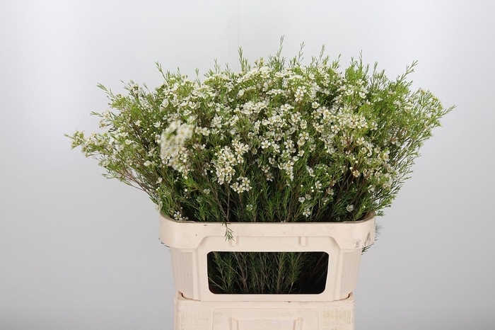 <h4>Chame Un Arbel</h4>