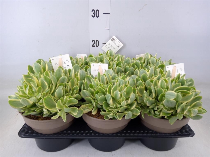 <h4>Crassula   ...</h4>