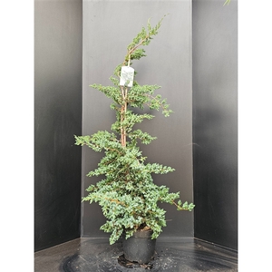 Juniperus chinensis 'Blue Alps