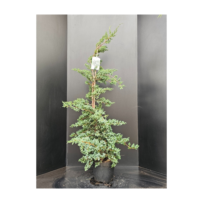 <h4>Juniperus chinensis 'Blue Alps</h4>