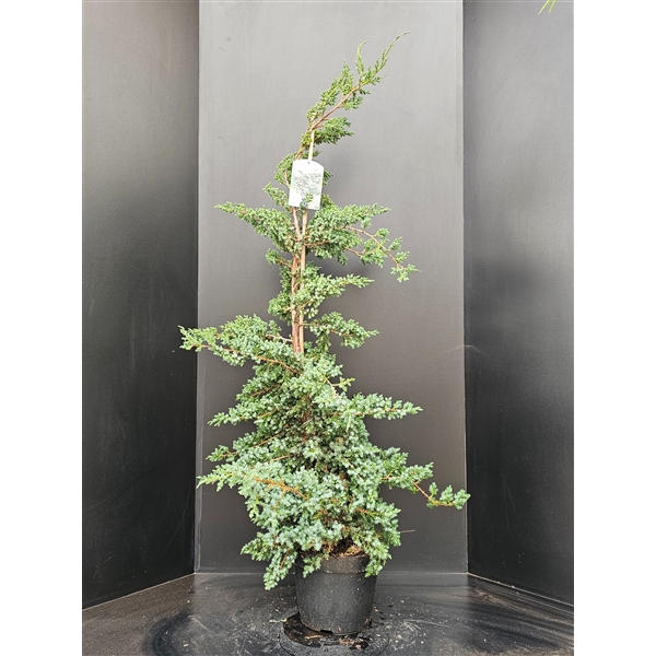 Juniperus chinensis 'Blue Alps