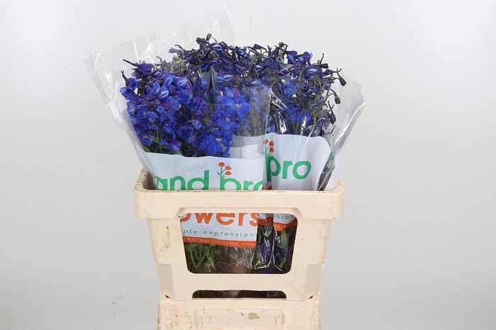 <h4>Delph En Donna</h4>